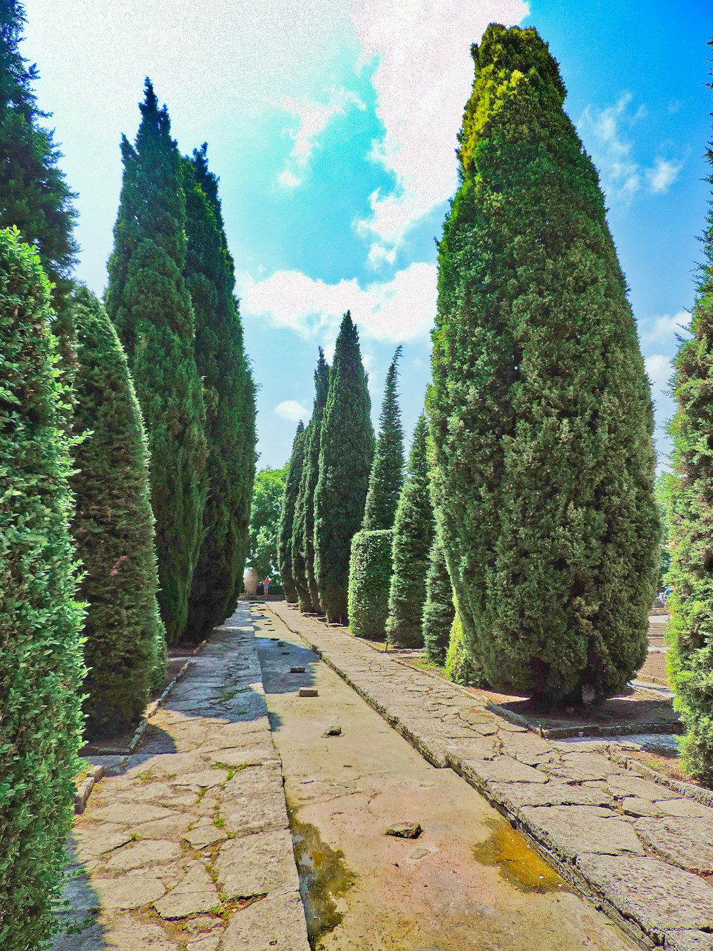 concrete pathway surrounded by trees