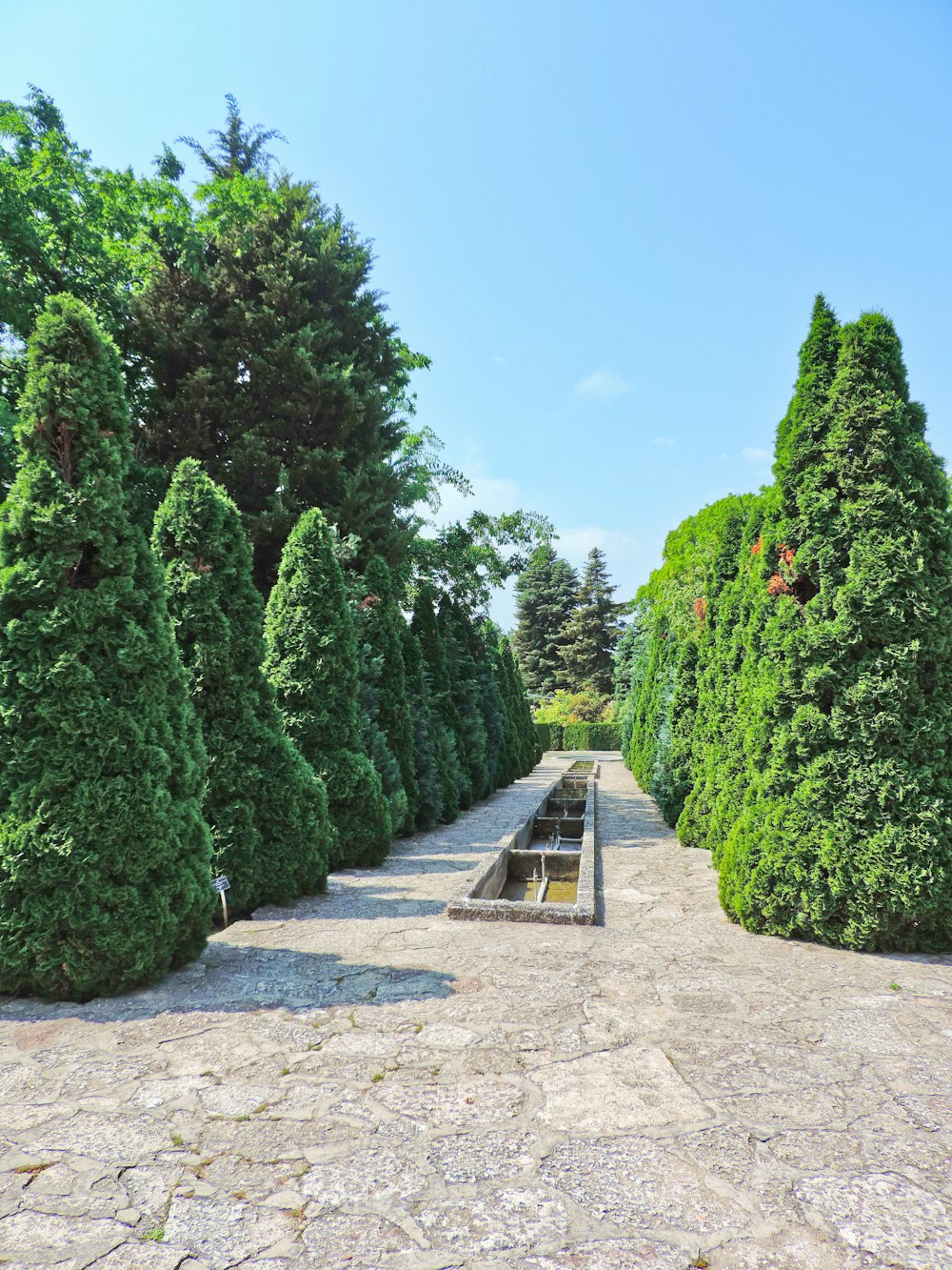 green-leafed hedges during daytime