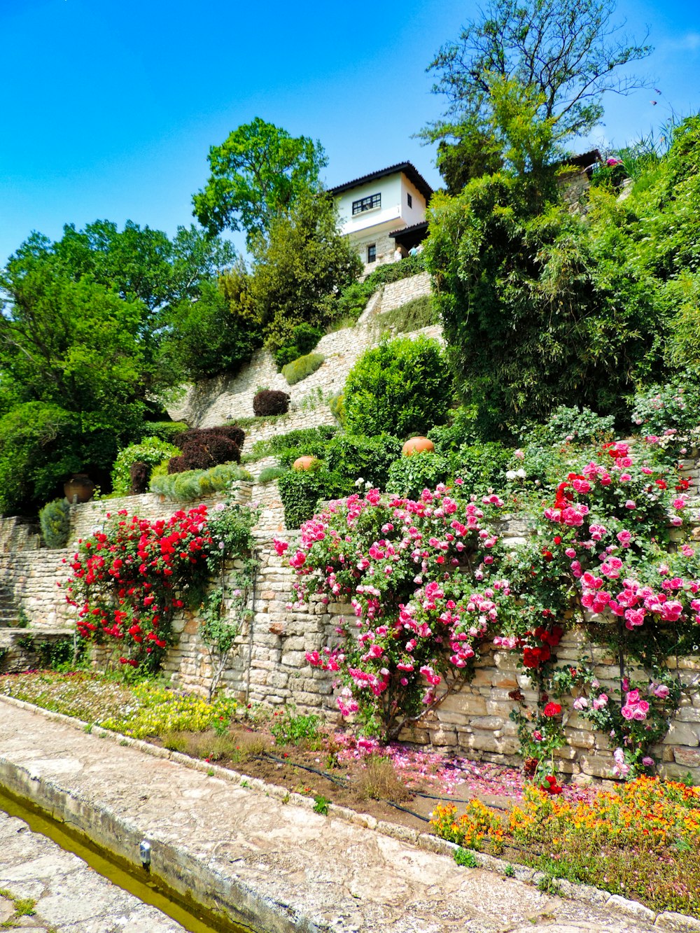 photography of pink and red flowers during daytime