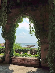 wall covered by green grass