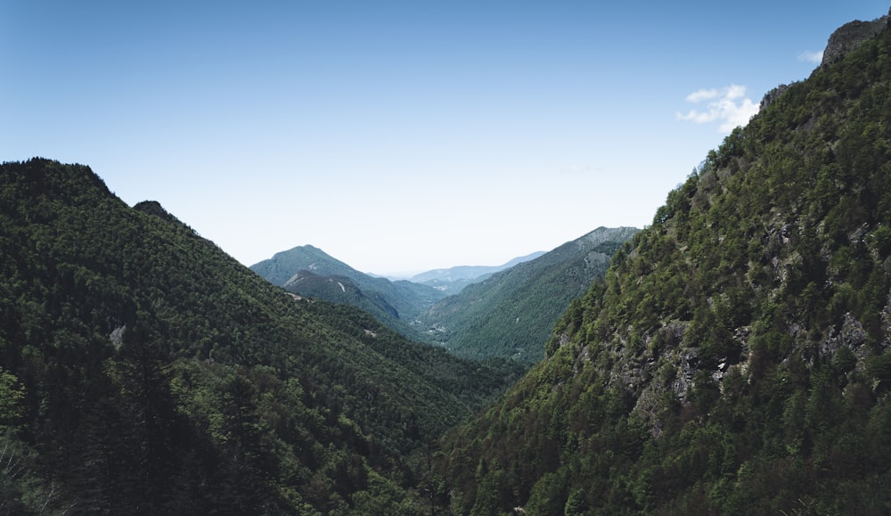 aerial photography of trees on mountain during daytime