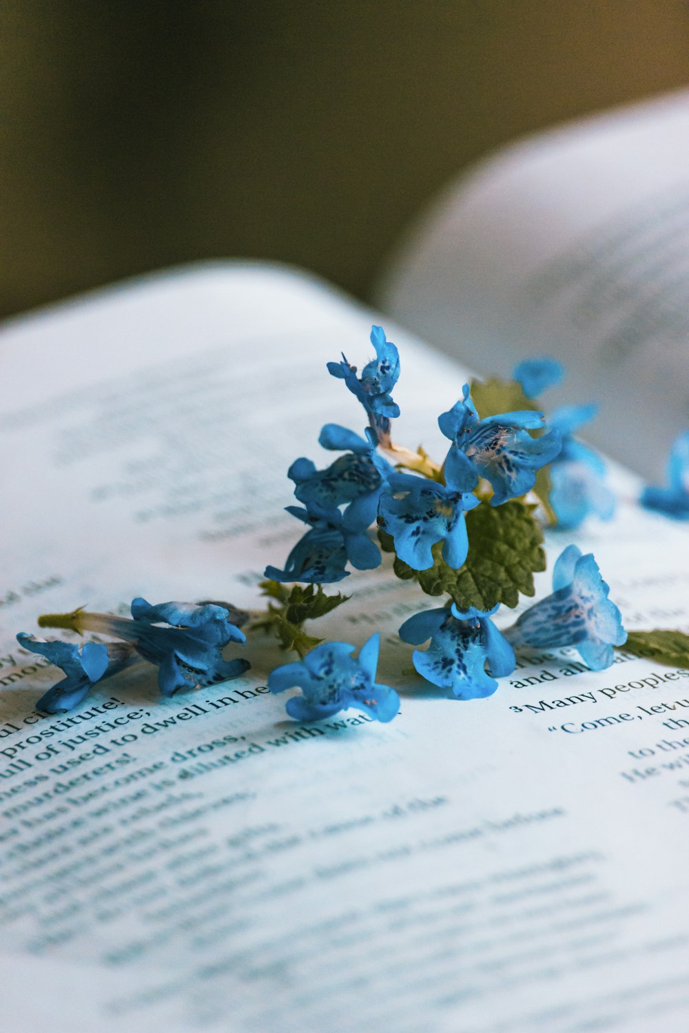 blue petaled flower