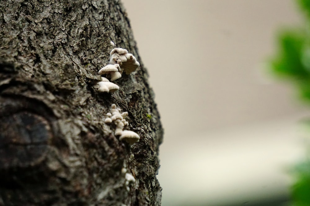 white mushroom on wood bark