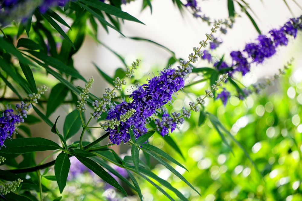 purple flower in bloom