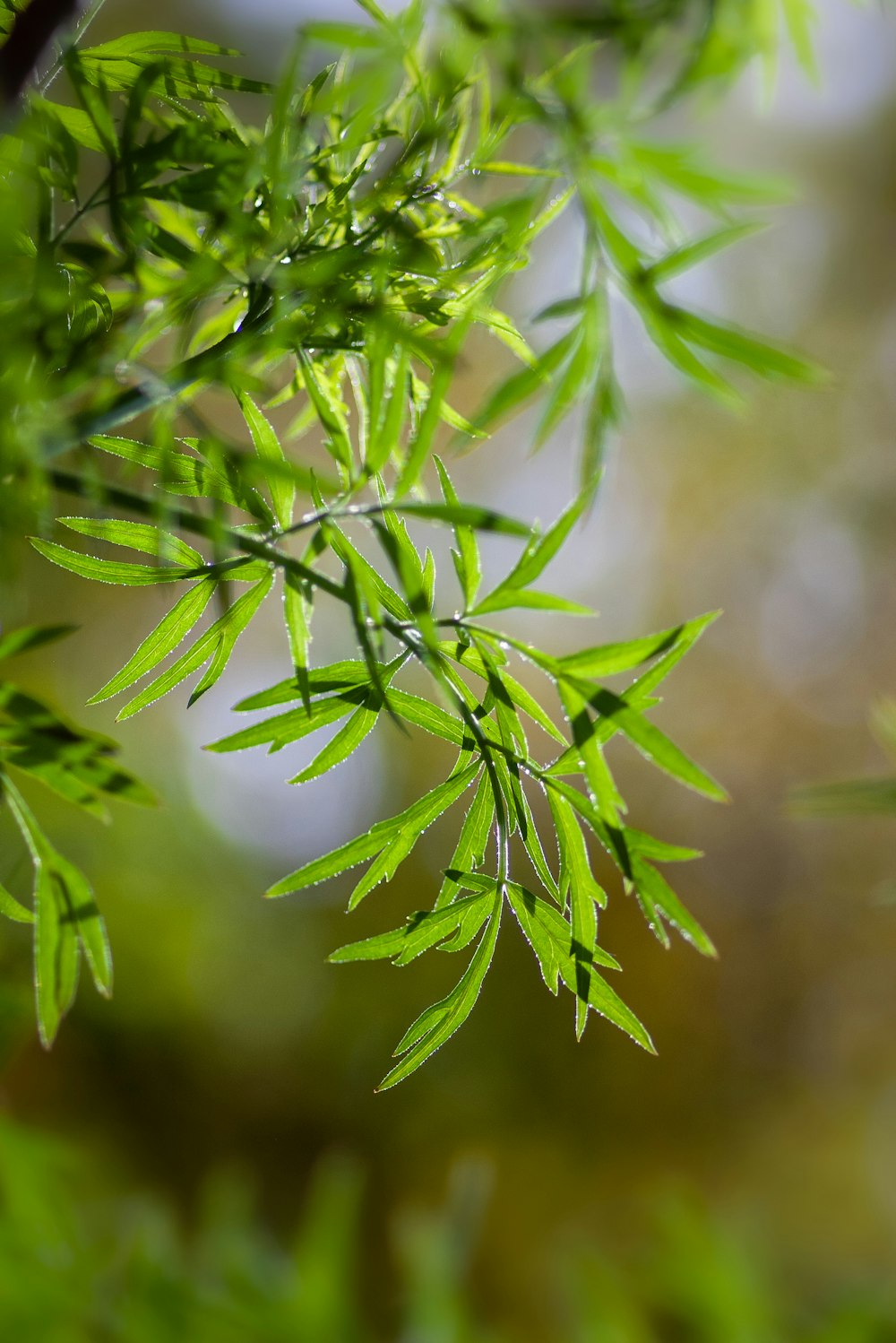 green leaves