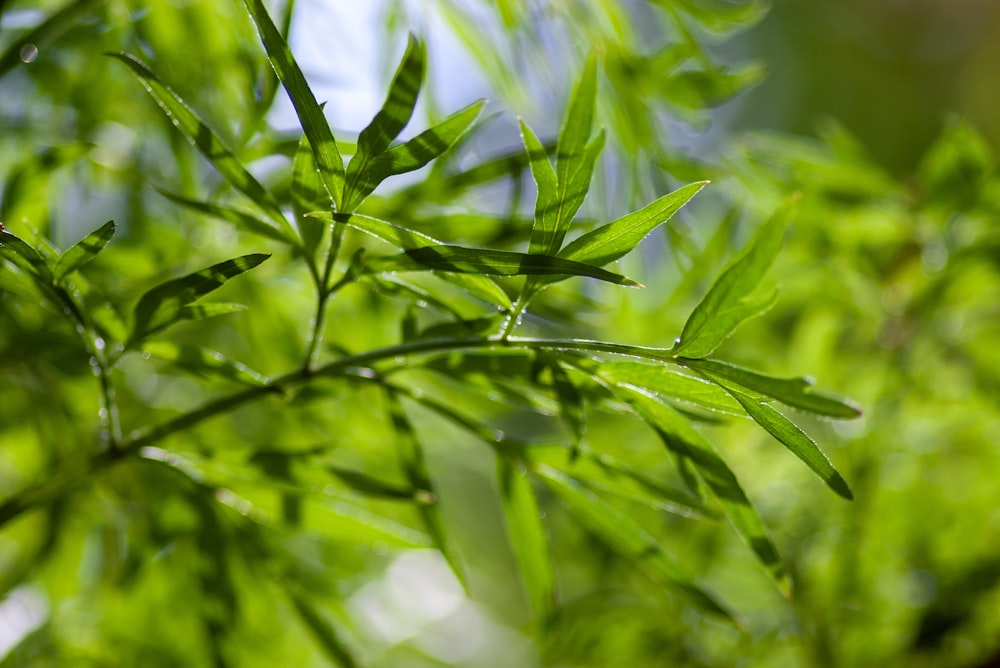 close view of shrubs