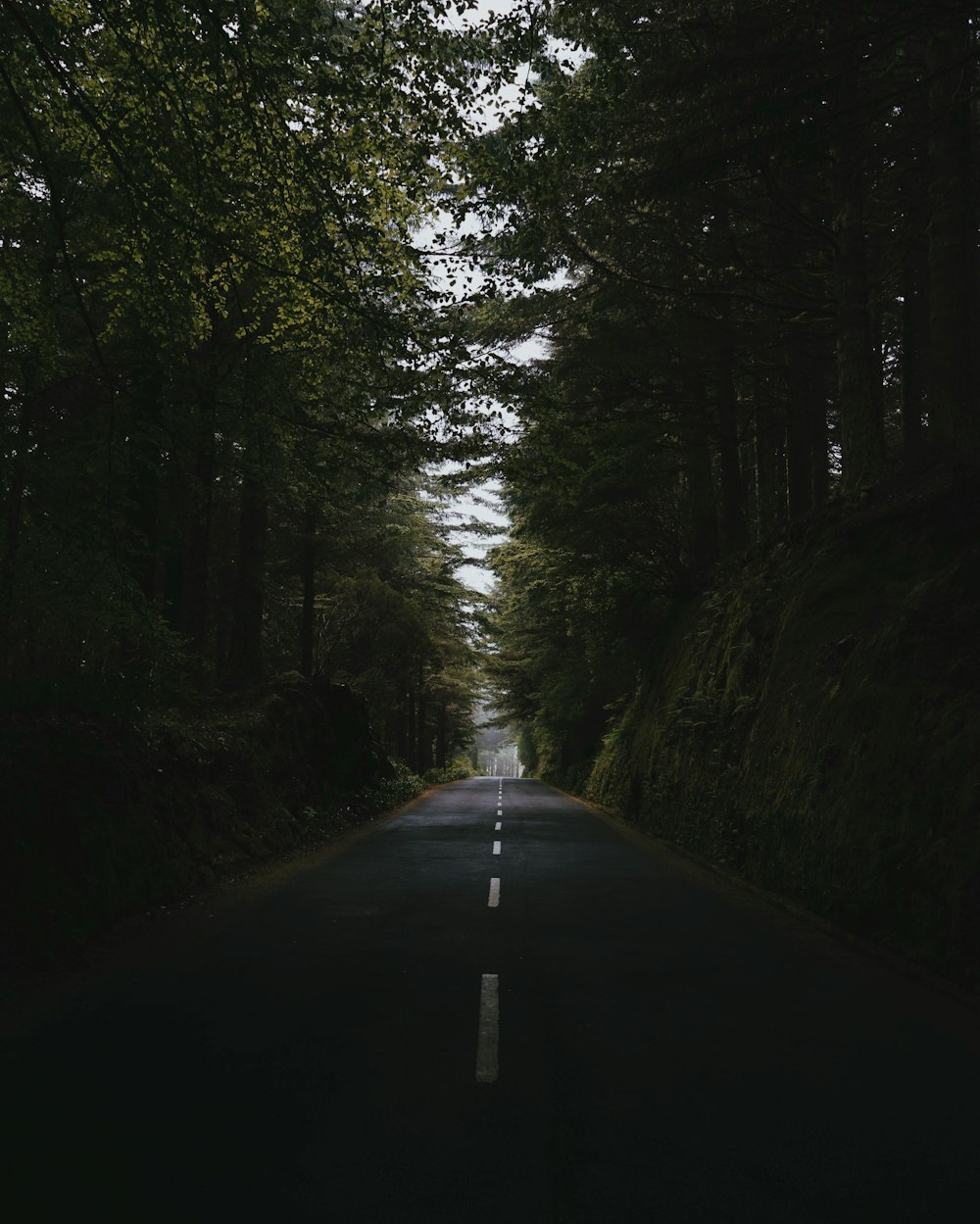 black road path surrounded with trees