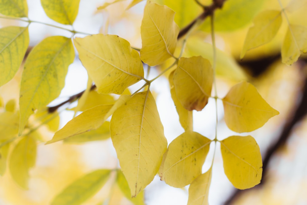 selective focus photography of yellow leaves during daytime