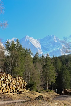 A scenic view of timber harvesting in Texas.