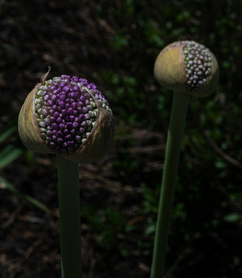 close view of Fritillaries