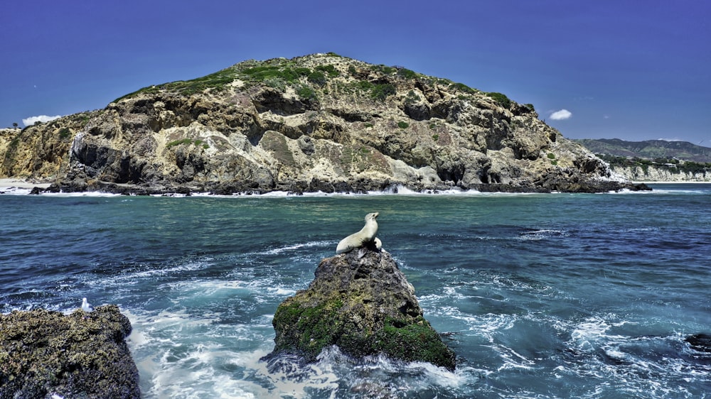 seal on rock near body of water