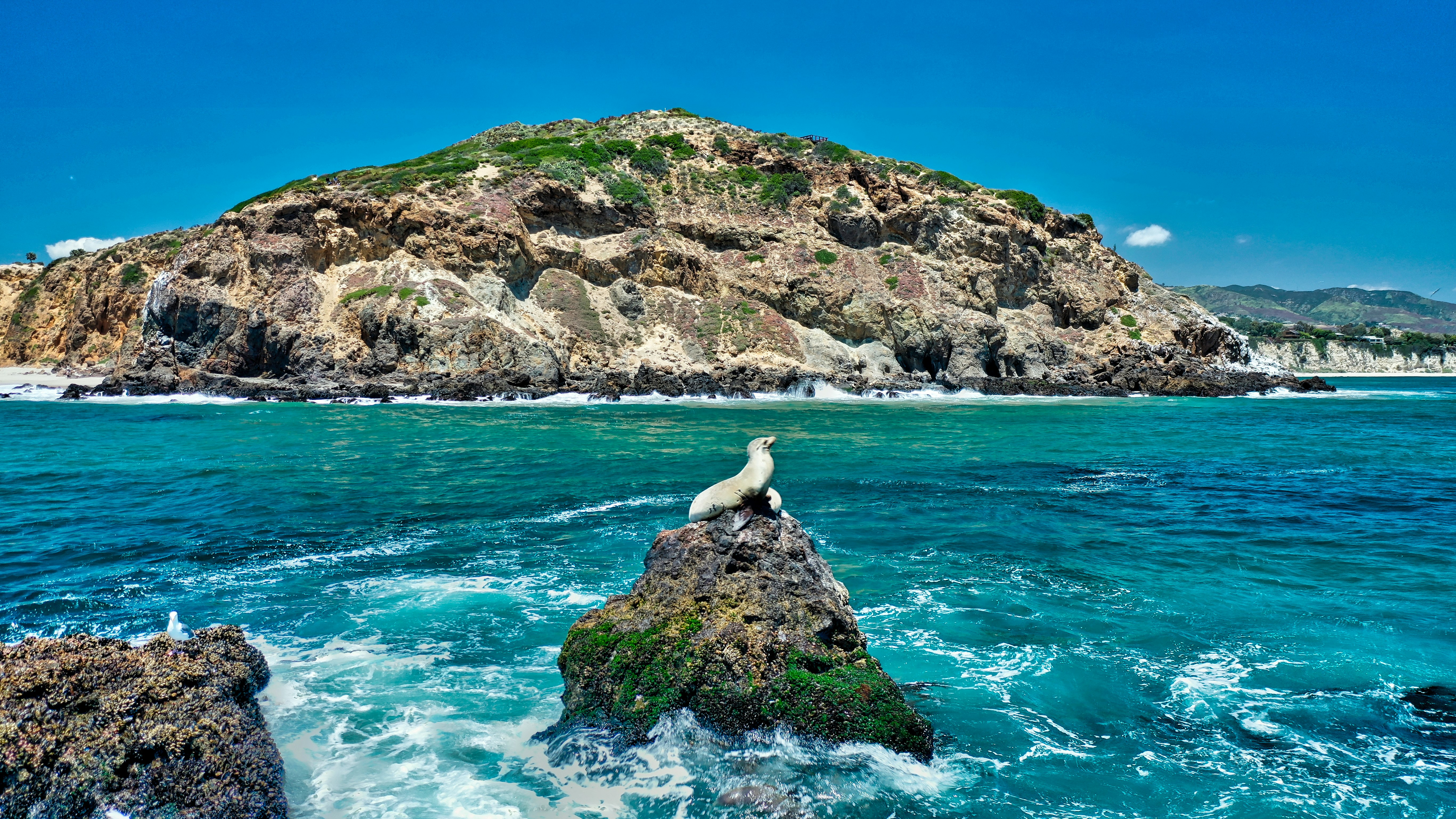 seal on rock near body of water