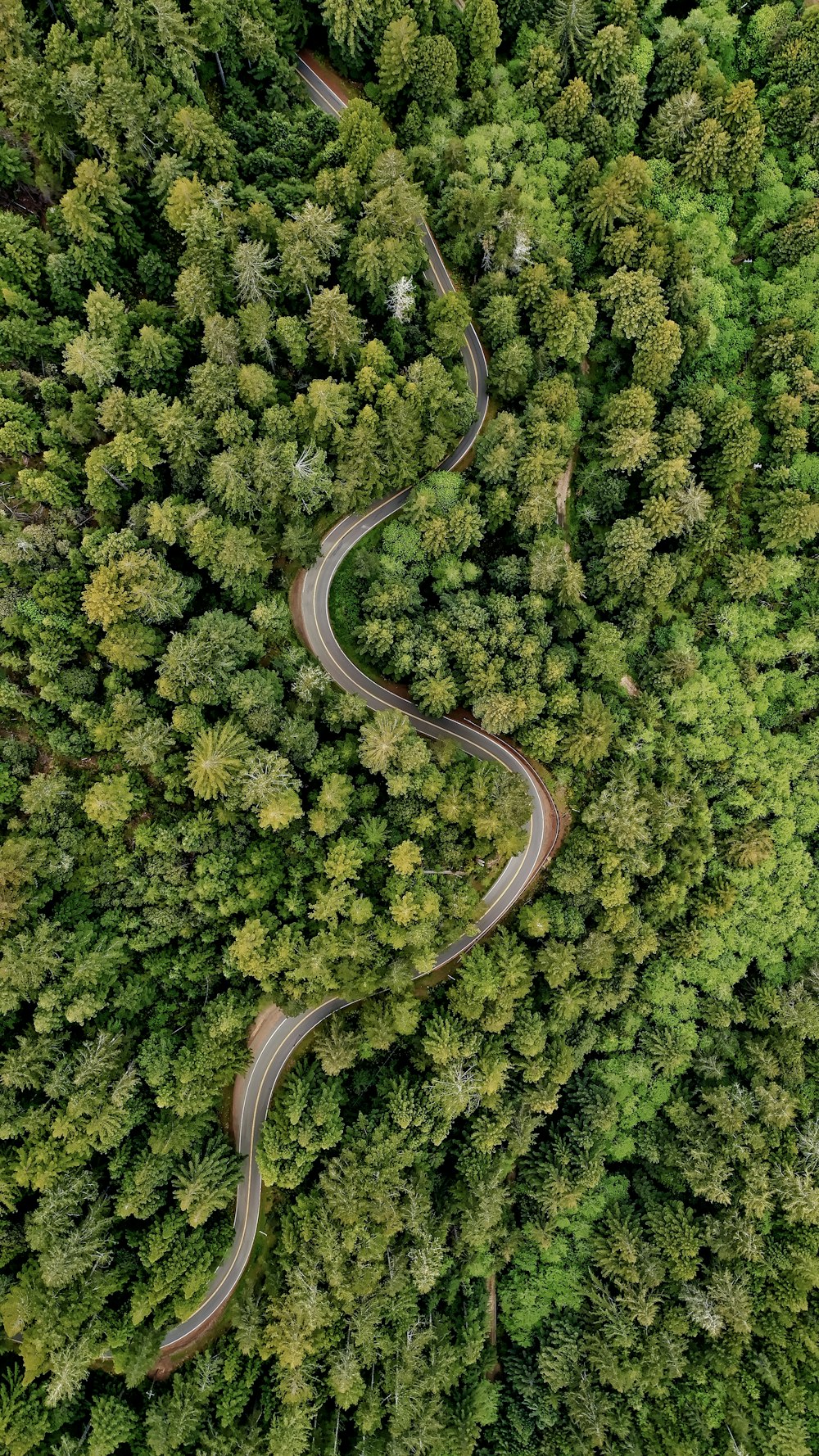 a winding road in the middle of a forest