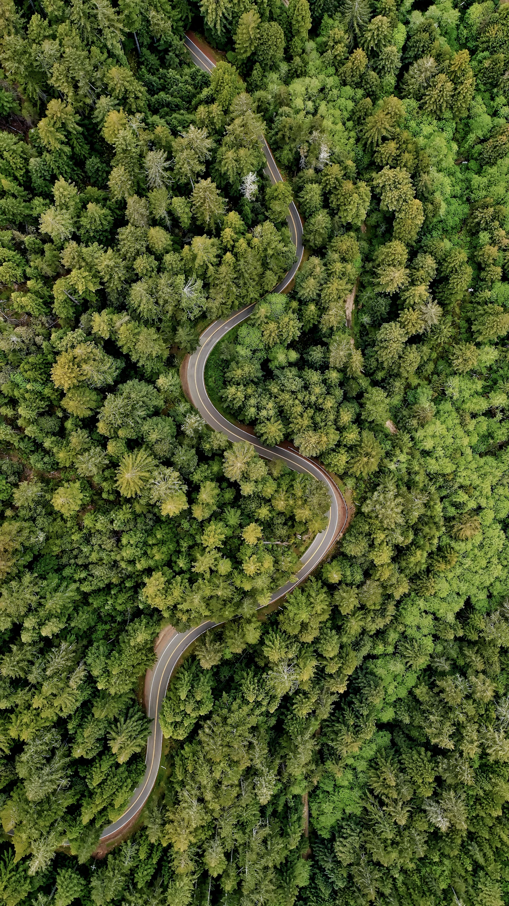 Orman içinden geçen yol — temsili stok fotoğraf