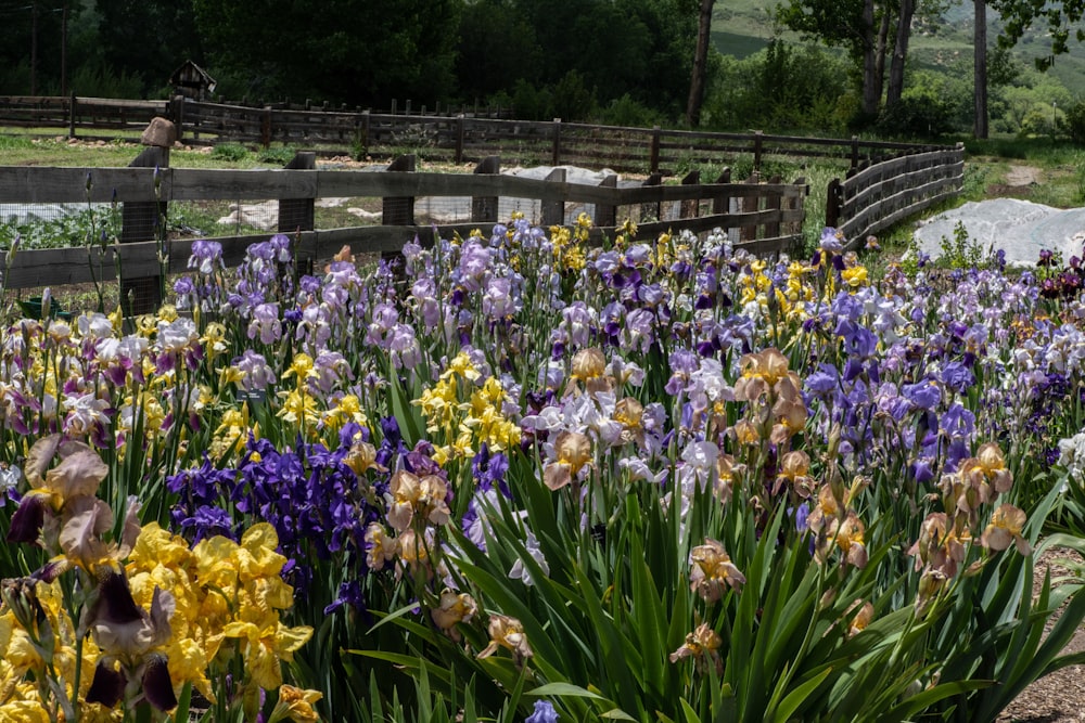 purple, yellow, and brown petaled flowers lot