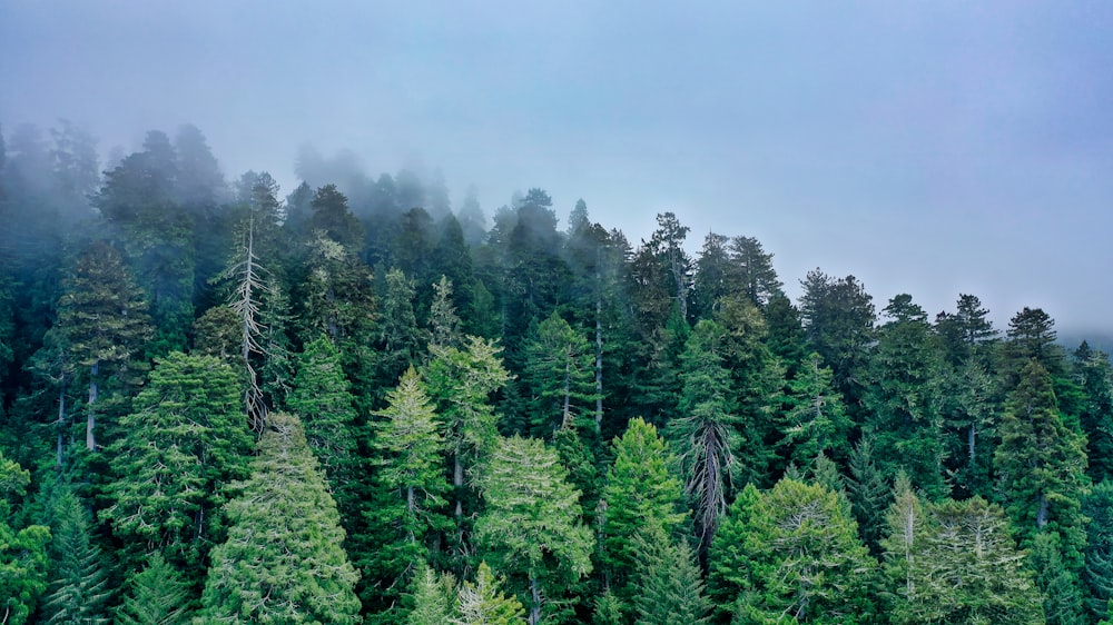 green-leafed trees during daytime