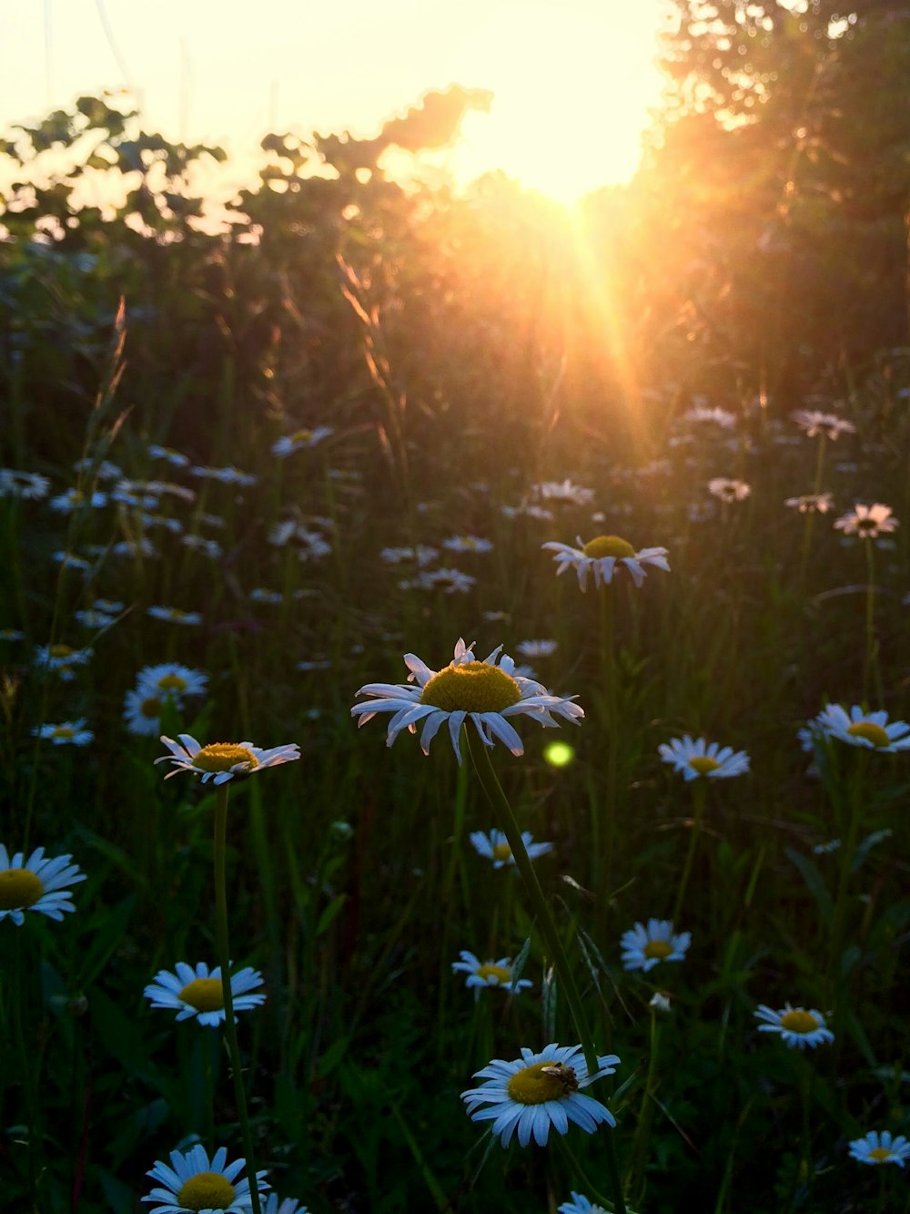 bed of daisies during sunrise