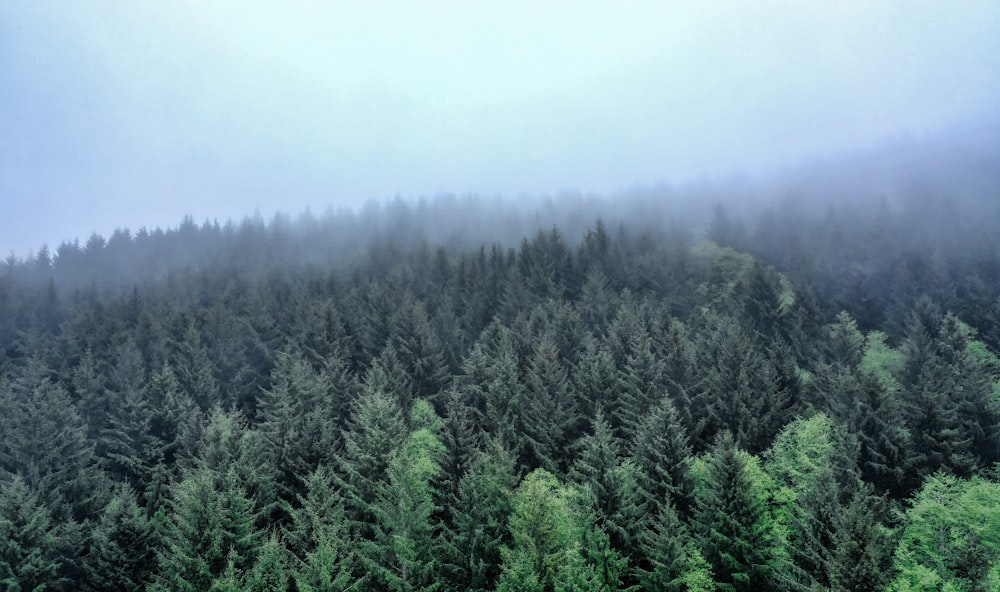 landscape photography of green-leafed trees