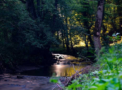 A serene forest scene with a gently flowing stream reflecting light as it winds through dense green foliage. Tall trees frame the view, their leaves filtering the sunlight to create dappled patterns on the water. The lush vegetation and tranquil environment suggest untouched nature.