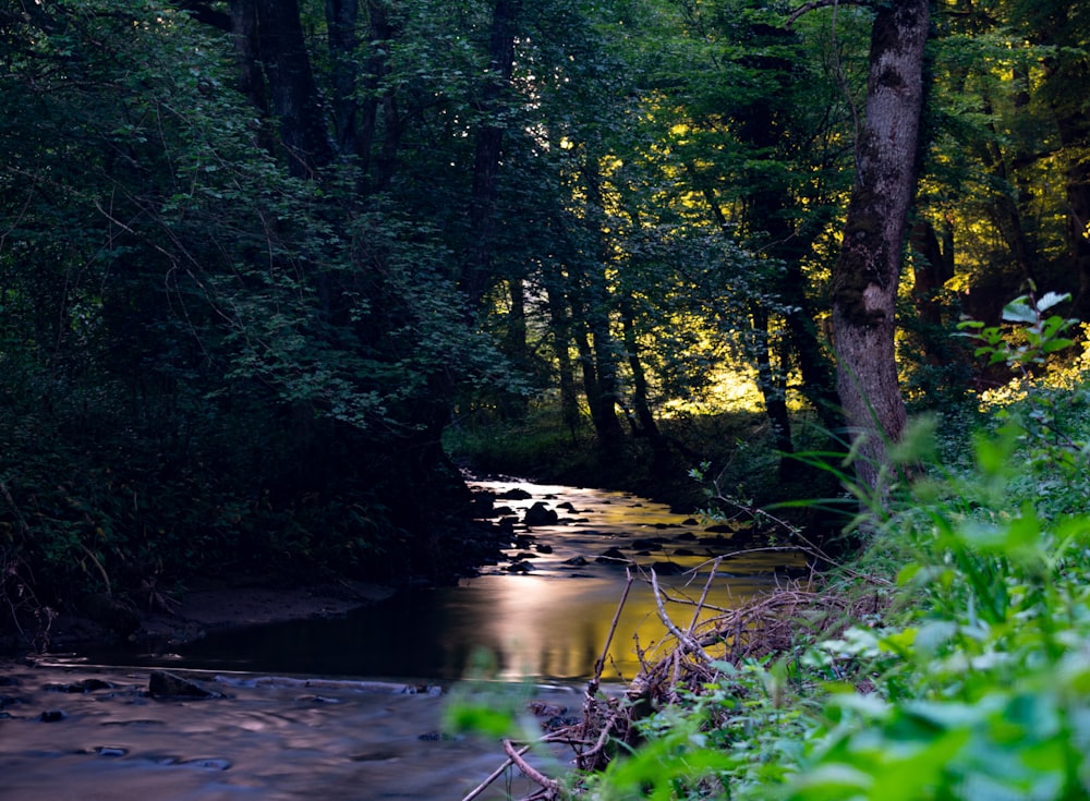 green tree near body of water