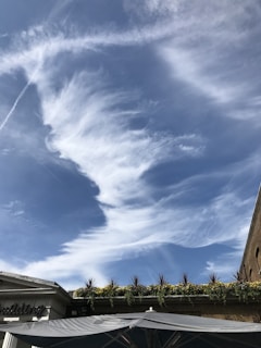 A vibrant green roof with lush plants thriving under a bright blue sky