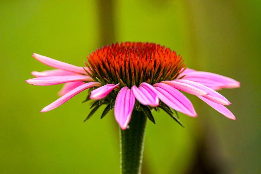 lilablättrige Blume