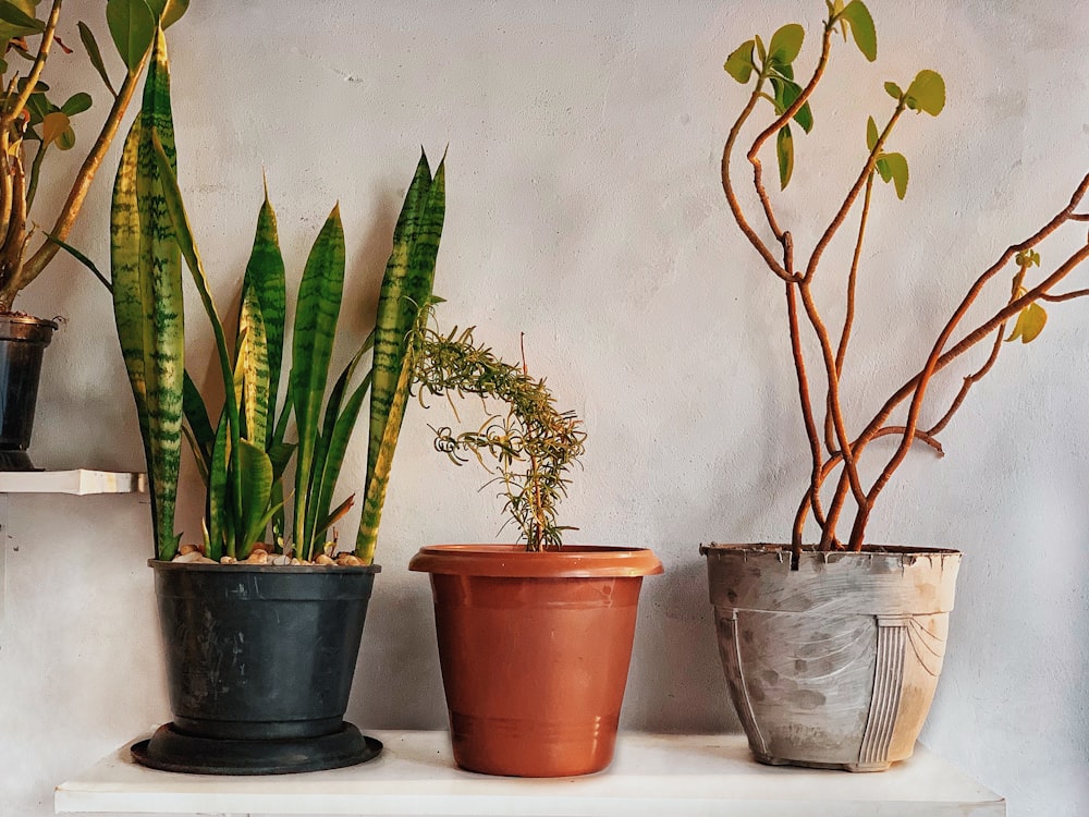 three green potted plants