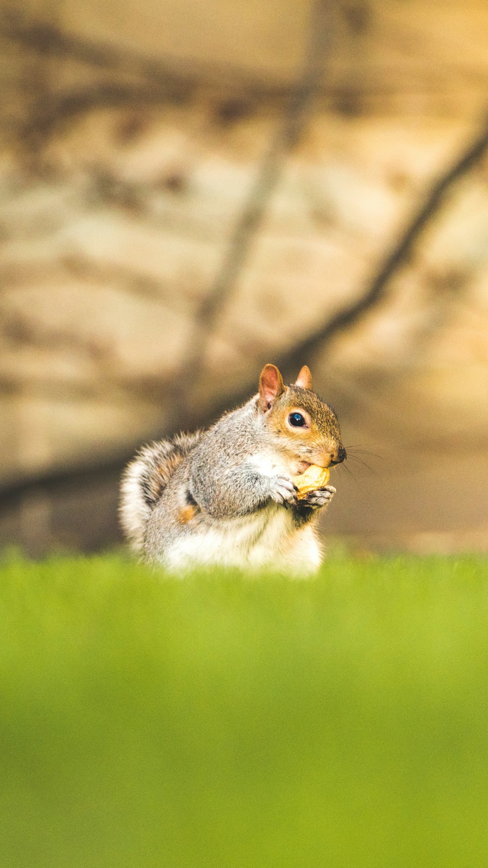 brown squirrel