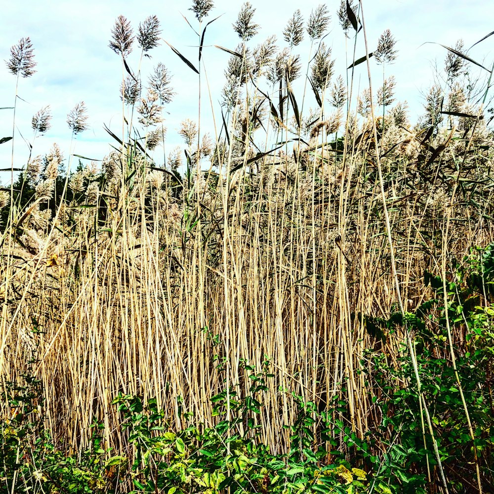 a field of tall grass with a sky in the background