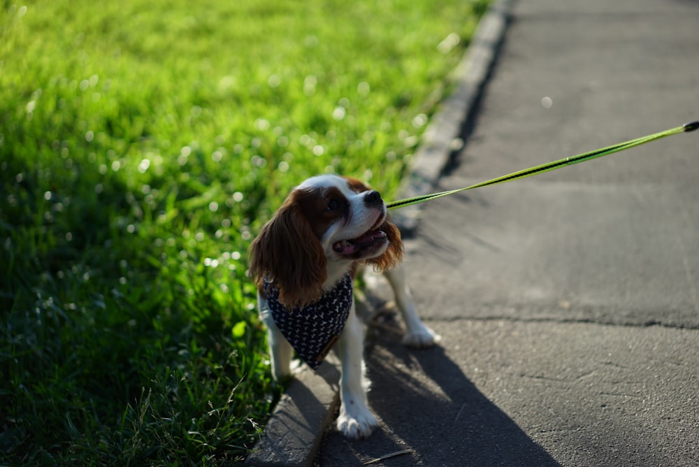 chien blanc et brun à poil court debout à l’extérieur