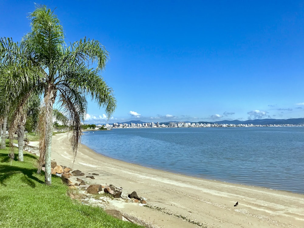 palm trees by the seashore during daytime