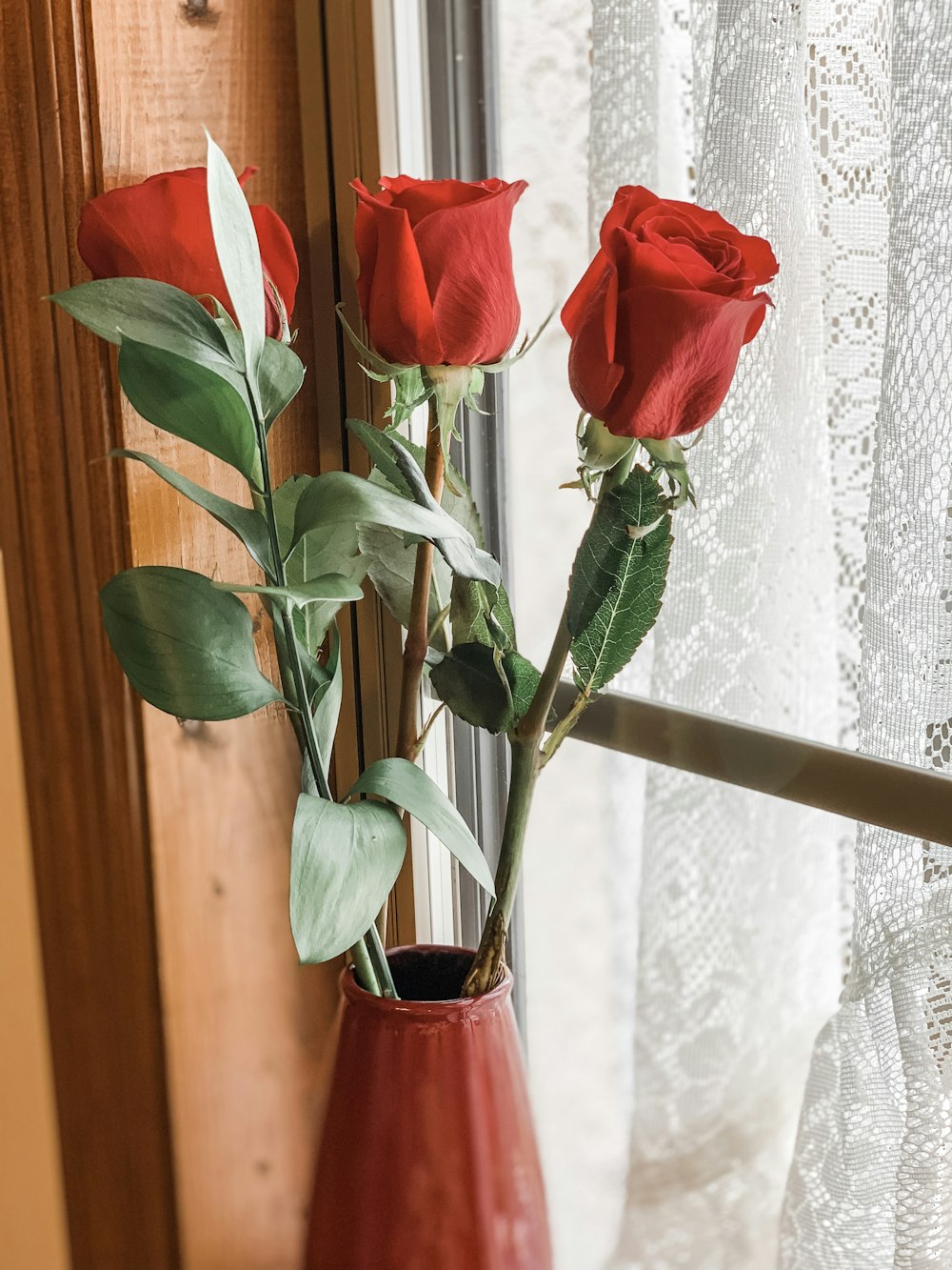 red rose flower