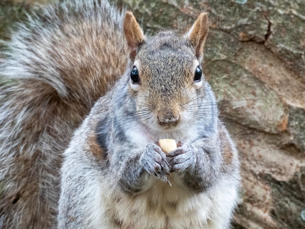 brown squirrel in close-up photography