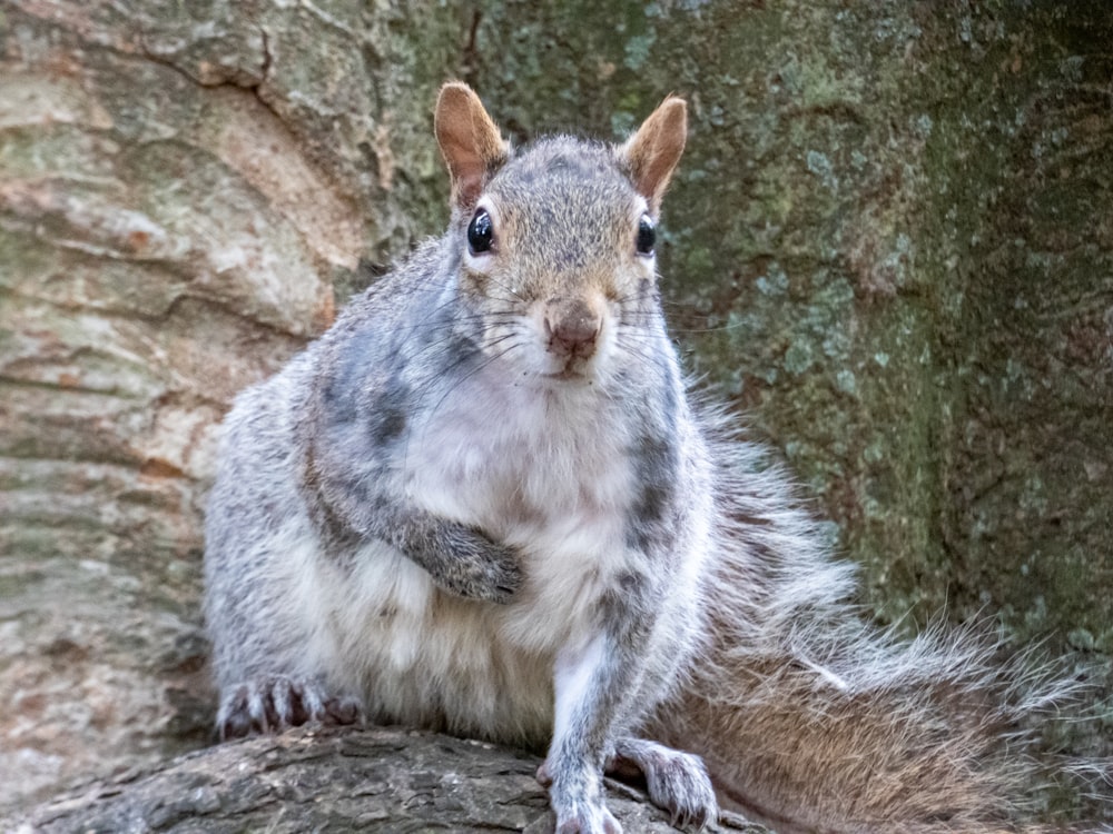 白と灰色のリスの野生動物の写真