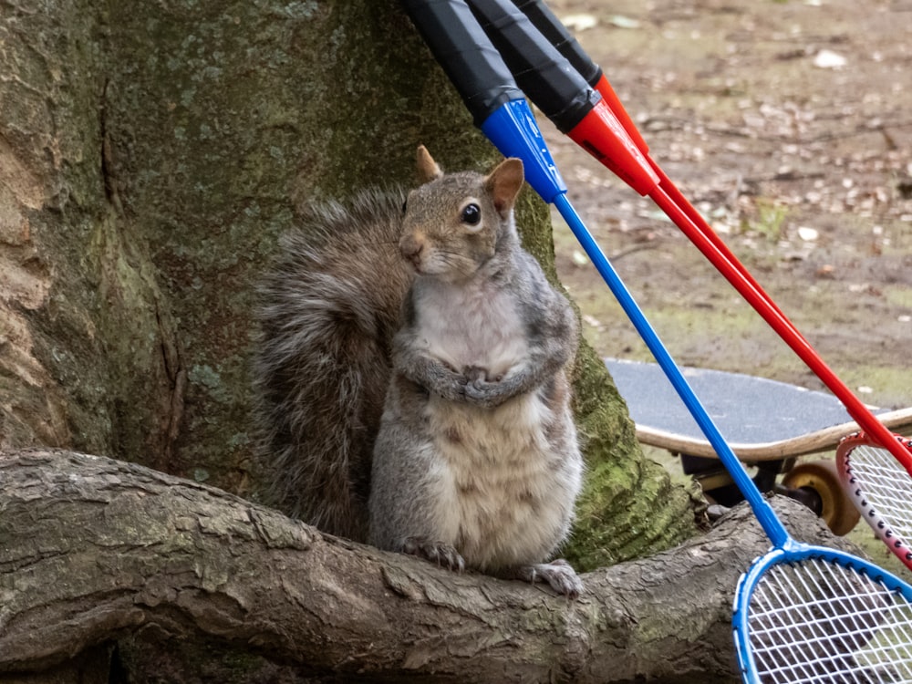 esquilo ao lado de três raquetes de badminton
