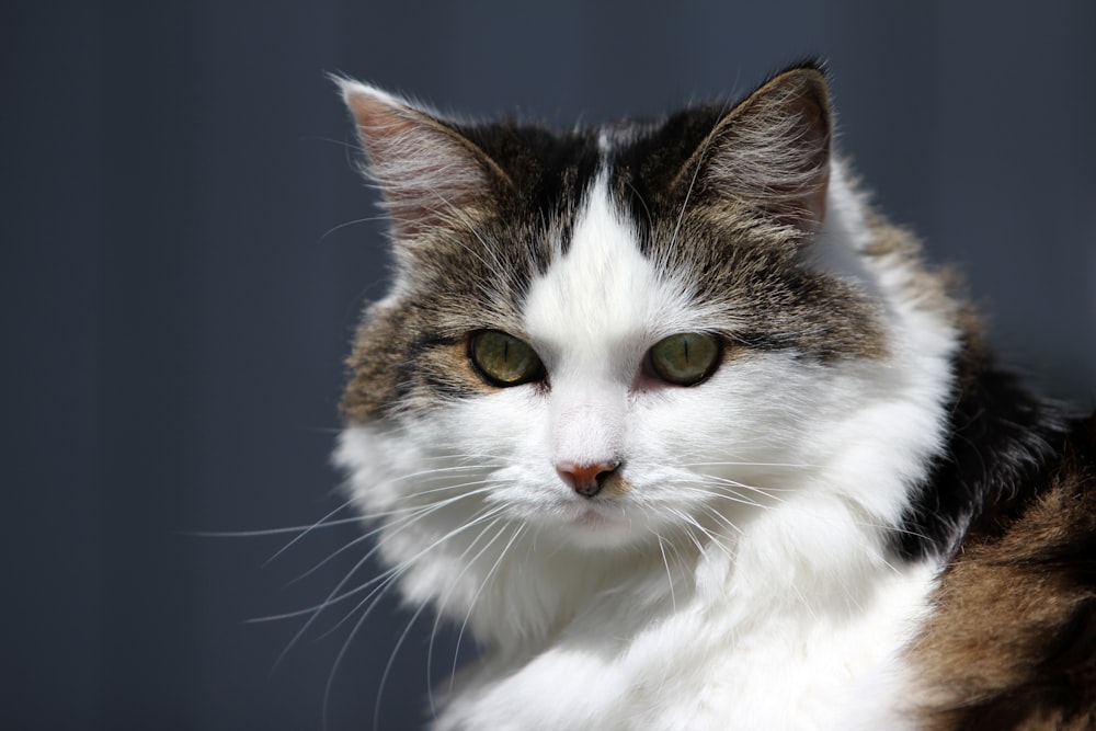 selective focus photography of white, tan, and black cat