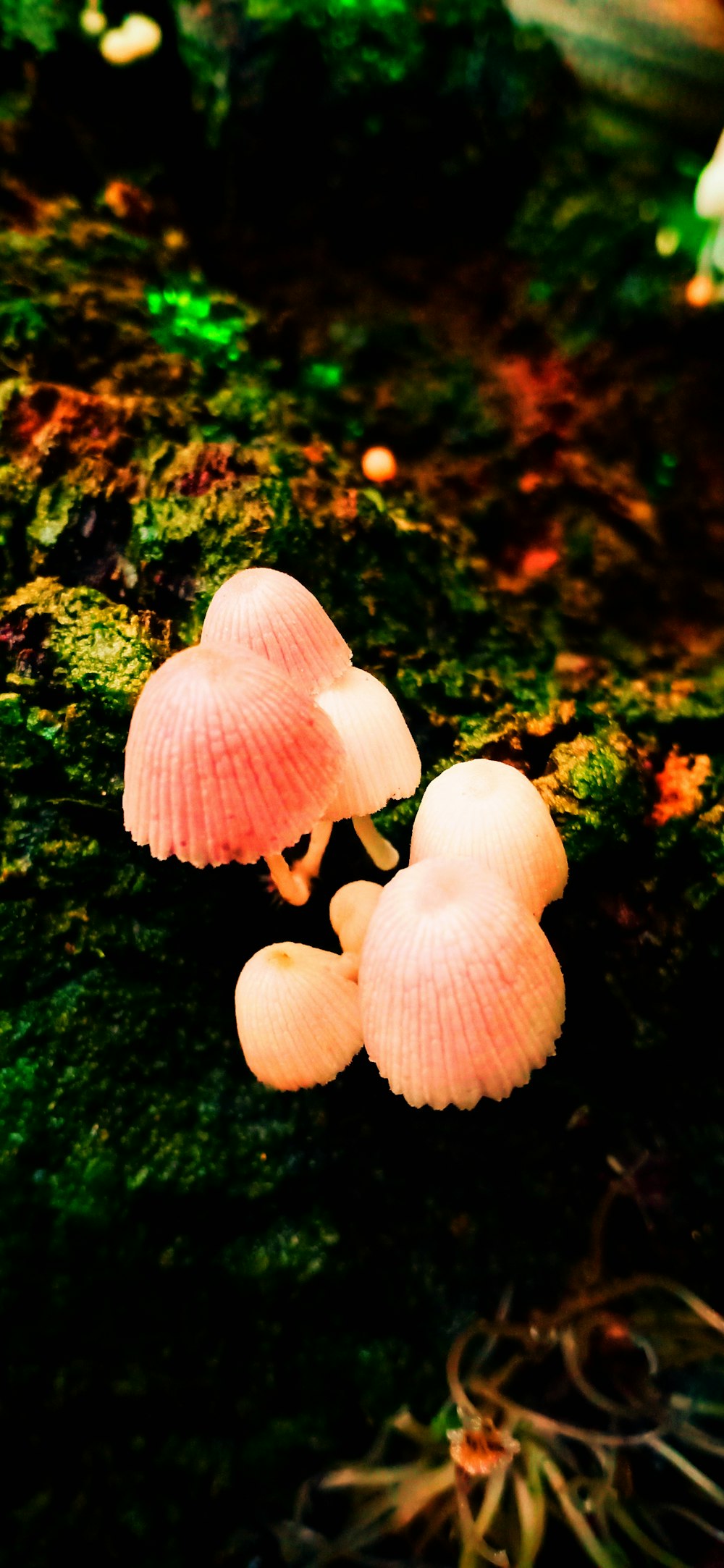 pink mushroom