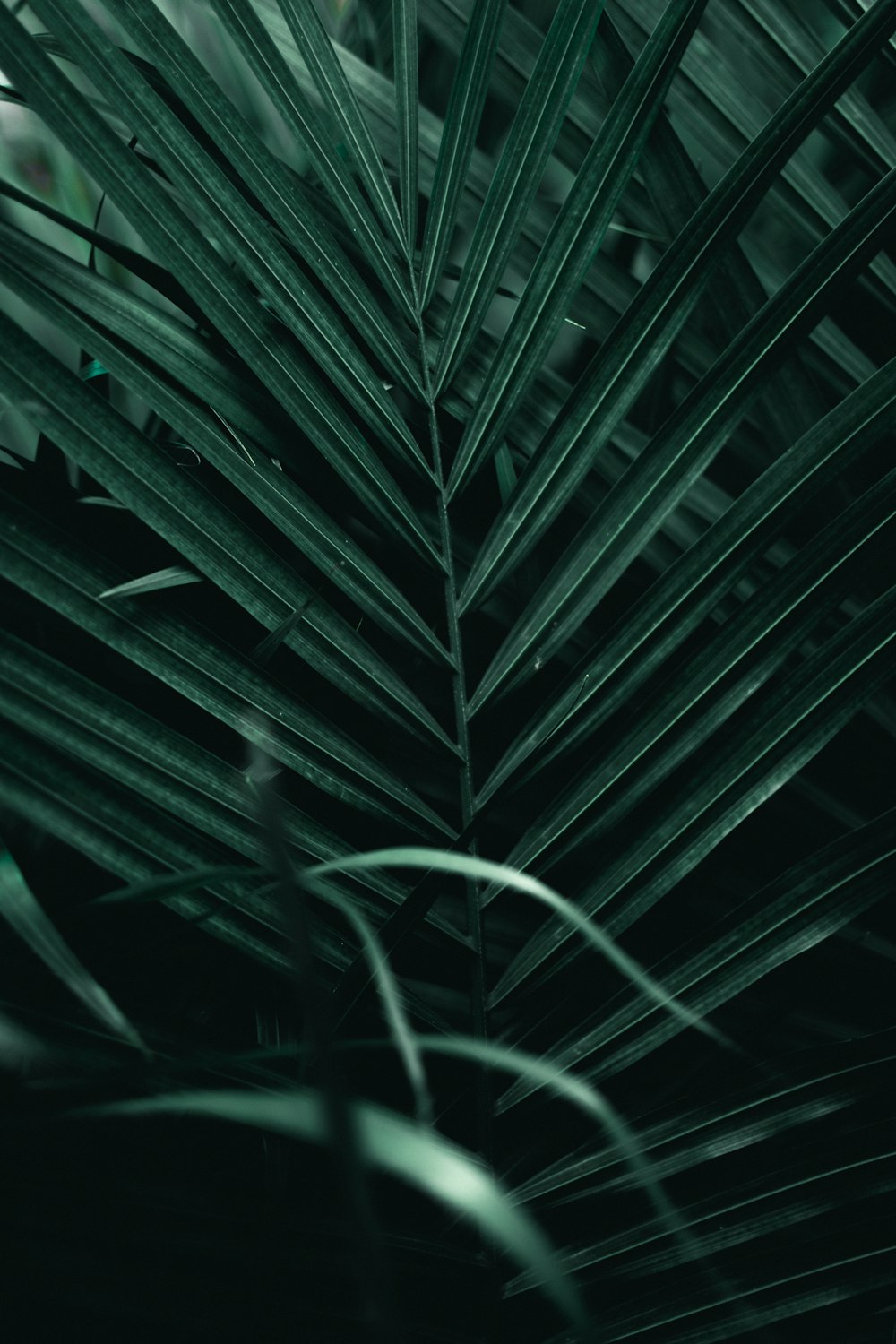 녹색 잎의 선택적 초점 사진
