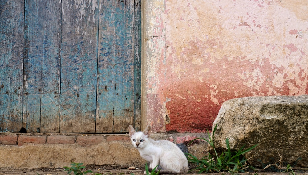 short-fur white kitten near the wooden door
