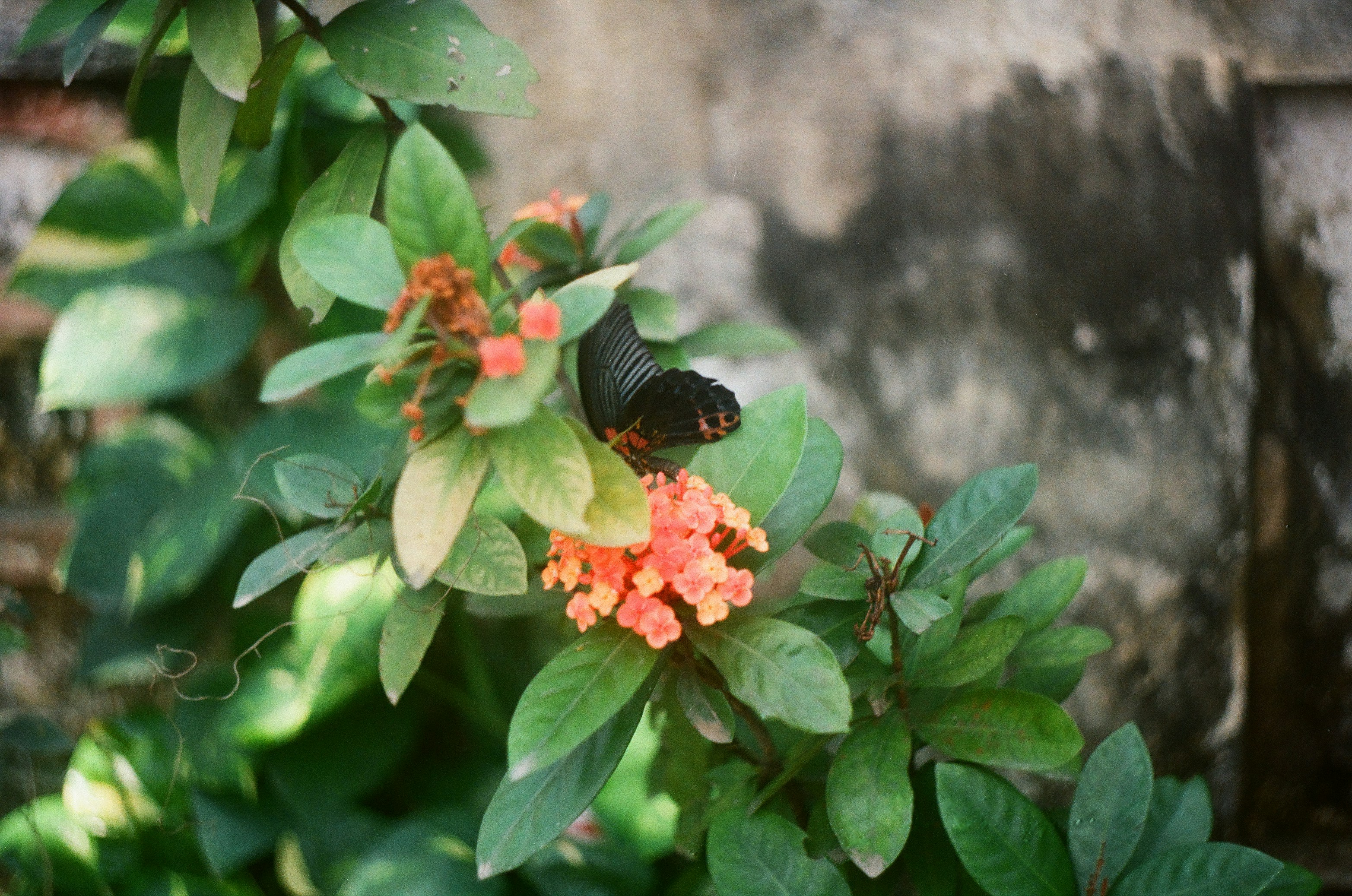 Great Mormon butterfly perched on pink petaled flower