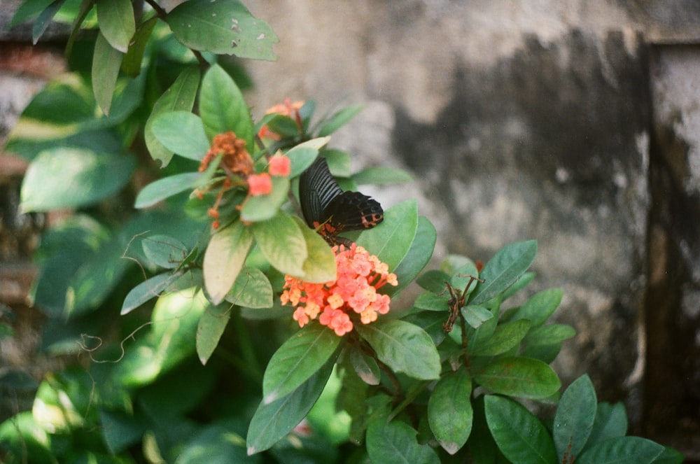 Great Mormon butterfly perched on pink petaled flower