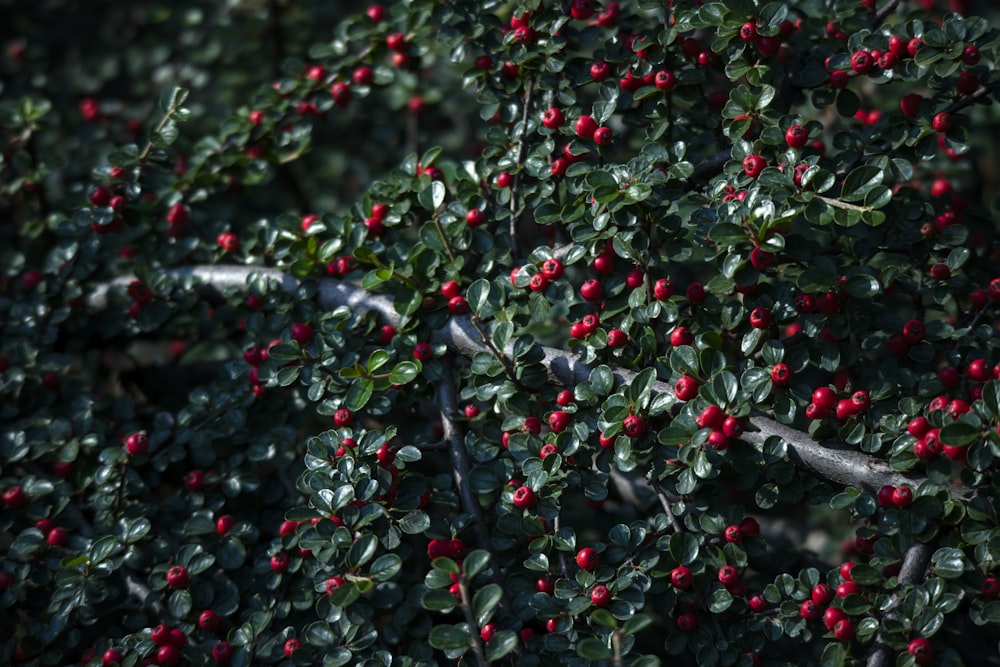 red and green fruit