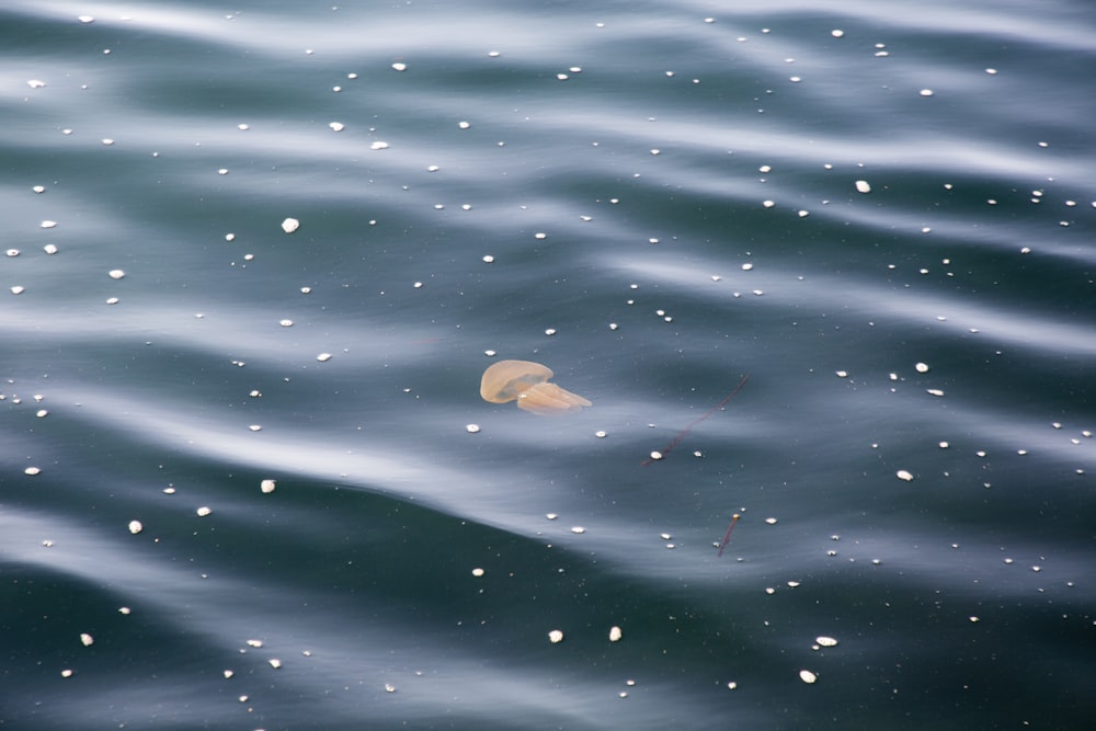 brown jellyfish underwater