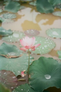 A delicate pink lotus flower with the sun rising softly behind it, bathed in warm golden light