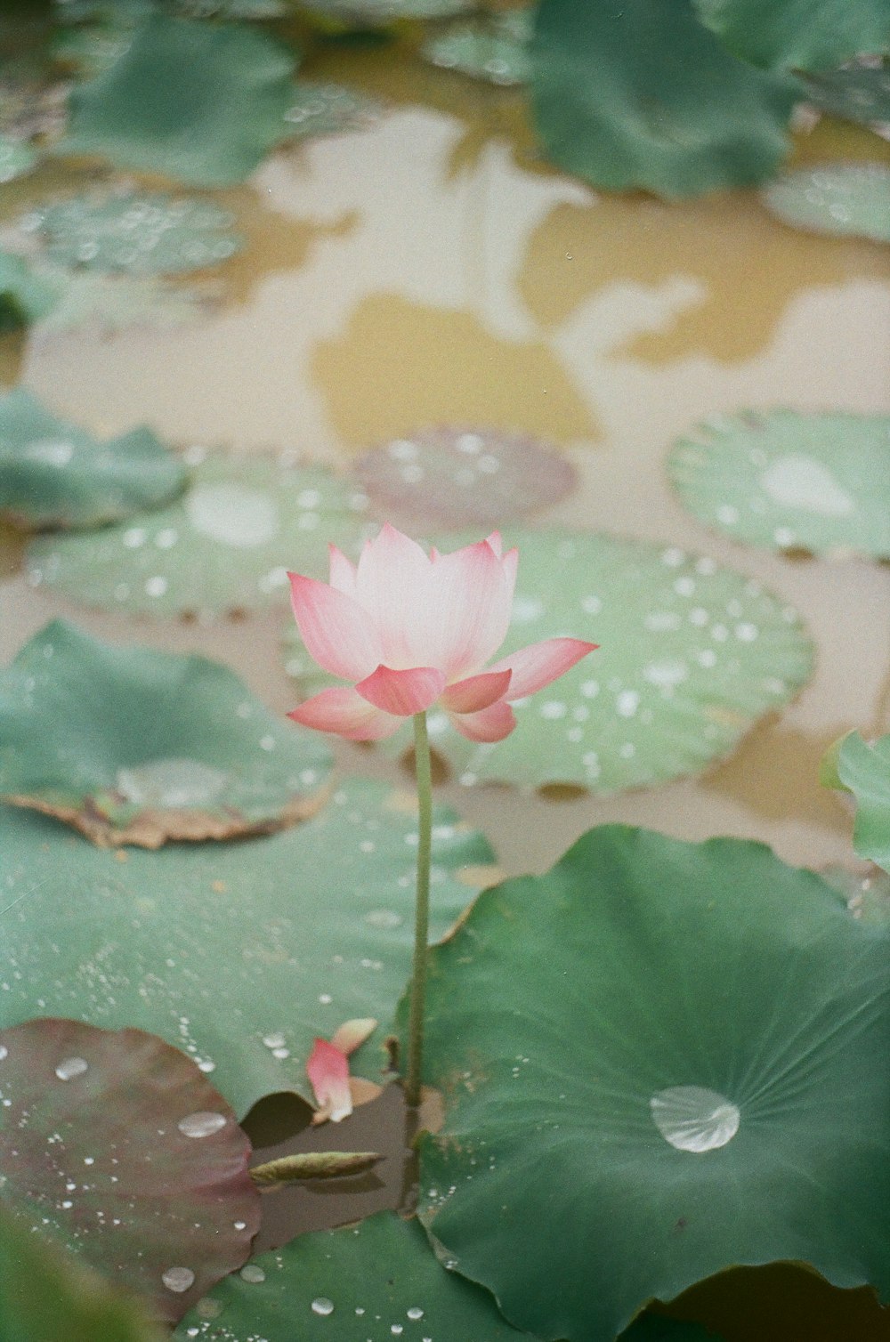 pink and white lotus plant
