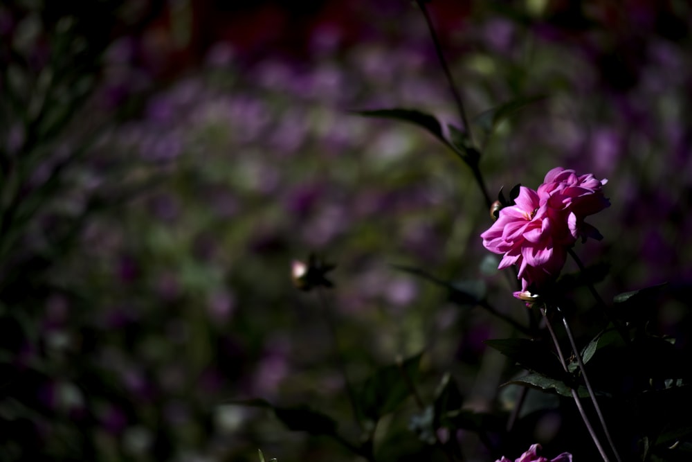 selective focus photo of pink-petaled flower