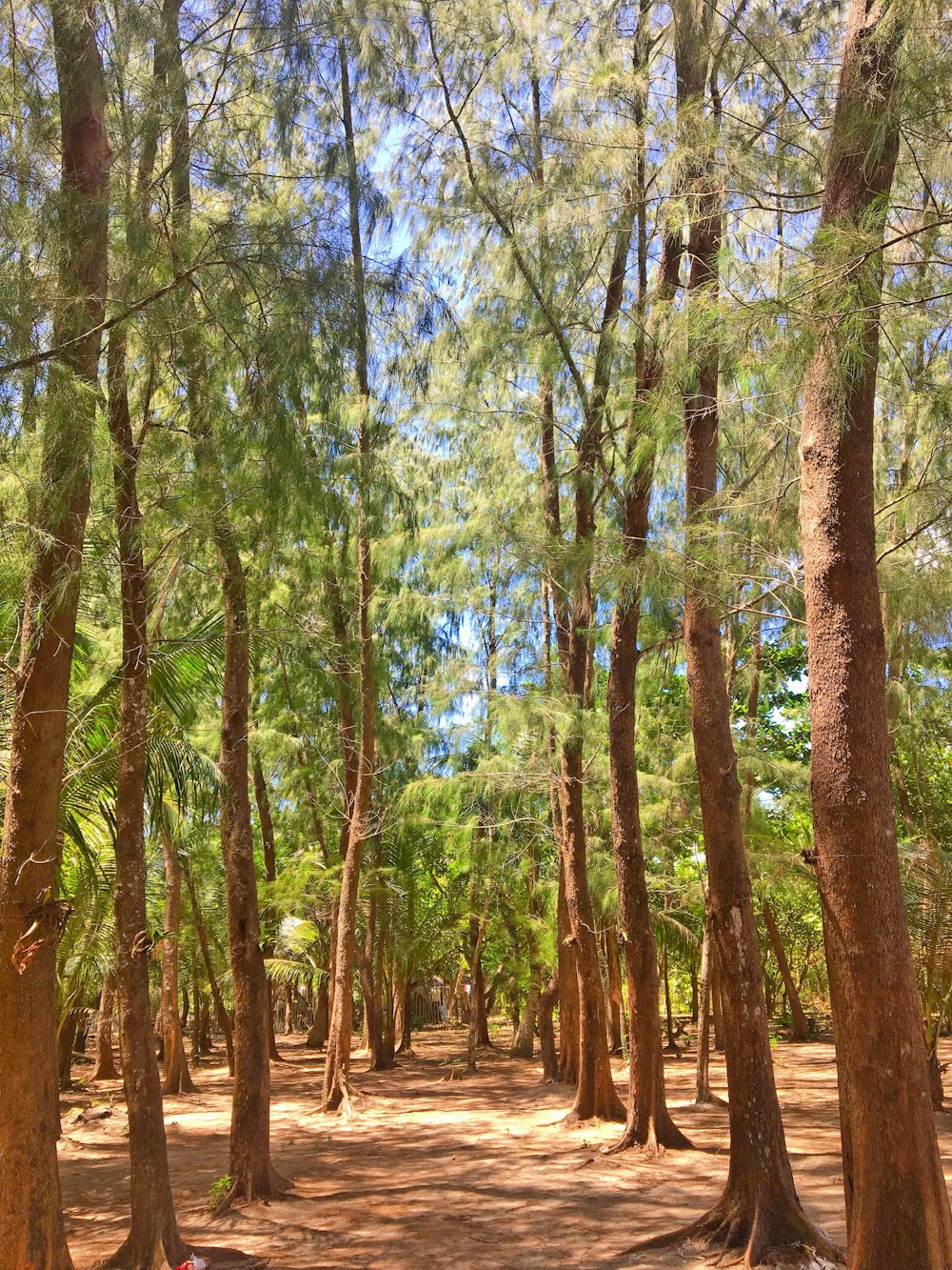 green forest during daytime