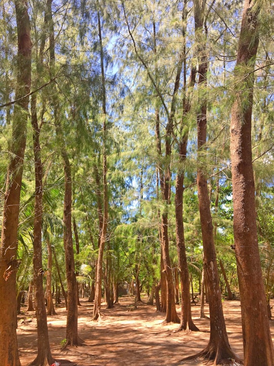 green forest during daytime in Sorsogon Philippines