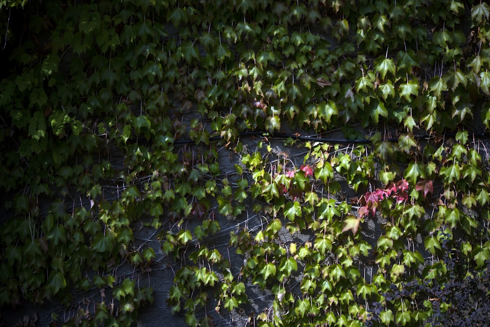 a wall covered in lots of green leaves