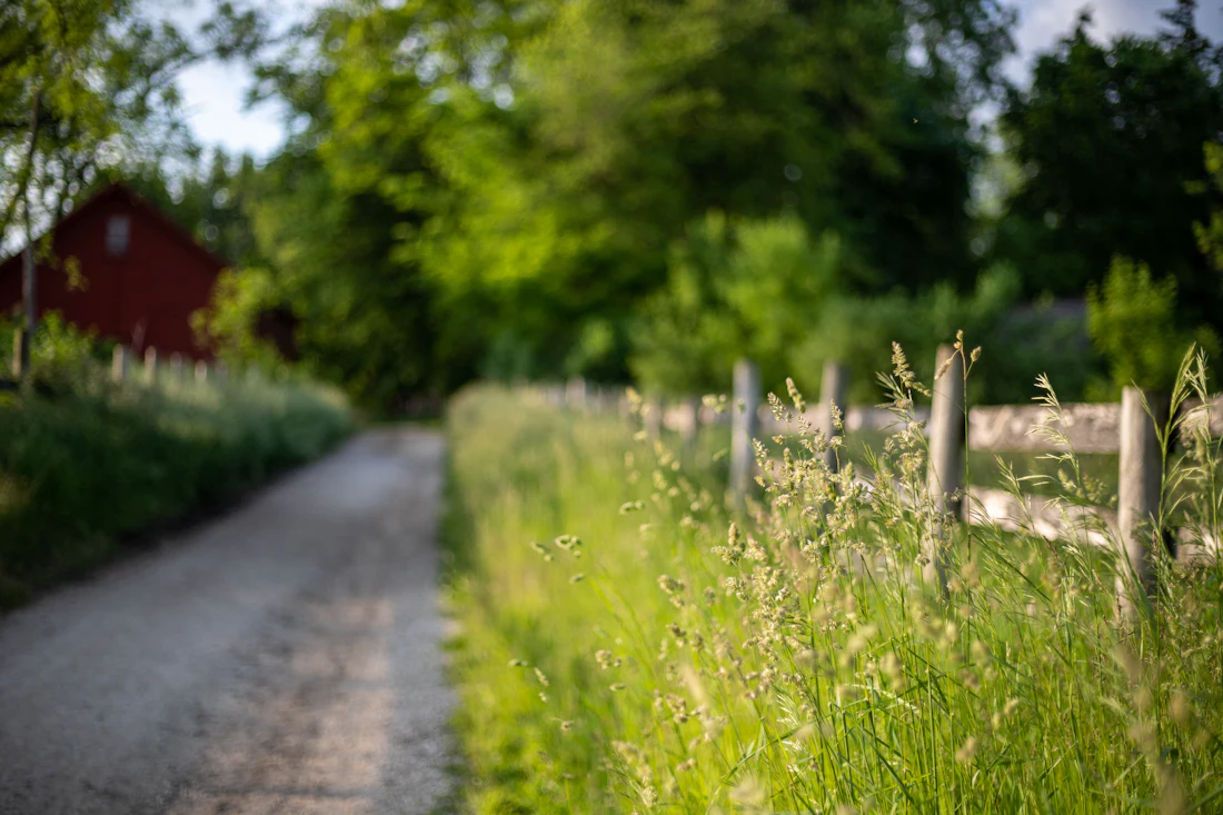 Country lane beside a rail fence and tall grass